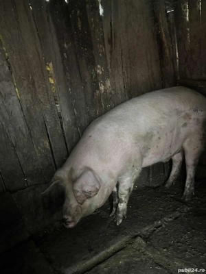 Vind porc - imagine 2