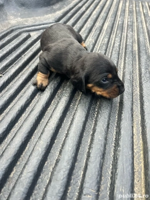 Căței teckel  - imagine 2