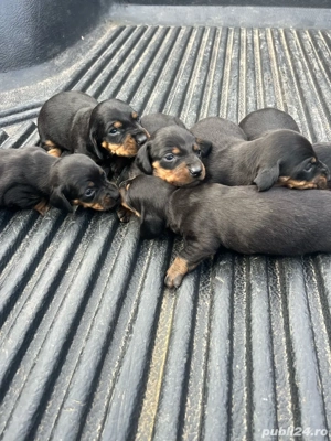 Căței teckel  - imagine 4