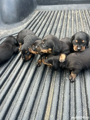 Căței teckel  - imagine 3