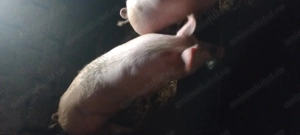 Se vinde 2 porci crescuti de mici în curte cu zer și uruiala  - imagine 3