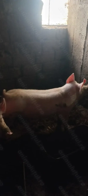 Se vinde 2 porci crescuti de mici în curte cu zer și uruiala  - imagine 4