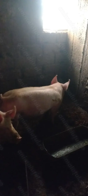 Se vinde 2 porci crescuti de mici în curte cu zer și uruiala  - imagine 2