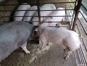 porci pietrain 100-130 kg - imagine 3