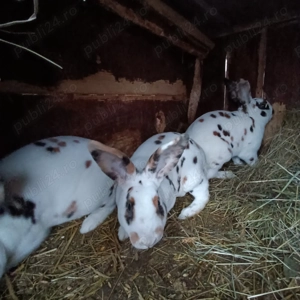 Iepuri Rex tricolor - imagine 3