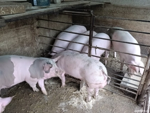 porci pietrain 100-130 kg - imagine 5