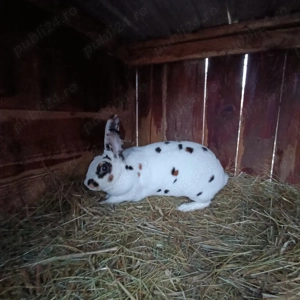 Iepuri Rex tricolor - imagine 2