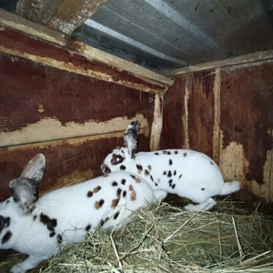 Iepuri Rex tricolor - imagine 4