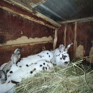 Iepuri Rex tricolor - imagine 5