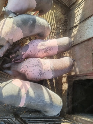 Porci de vânzare 2 bucăți la 100 de kg  - imagine 2