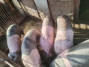 Porci de vânzare 2 bucăți la 100 de kg 