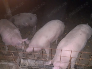 De vânzare +200kg 15 lei kg