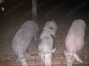 De vânzare +200kg 15 lei kg - imagine 2