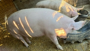 Porc de vânzare  330-340 - imagine 3