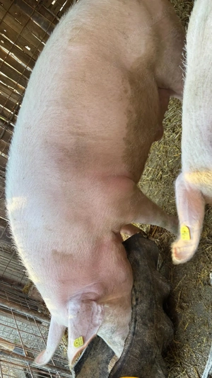 Porc de vânzare  330-340 - imagine 2