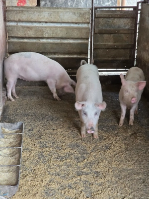 Purcei si porci diferite marimi Landrace - imagine 2