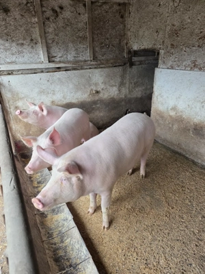 Purcei si porci diferite marimi Landrace - imagine 3