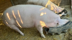 Porc de vânzare  330-340 - imagine 4
