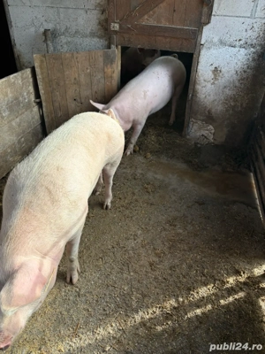 porci de vanzare faget  - imagine 3