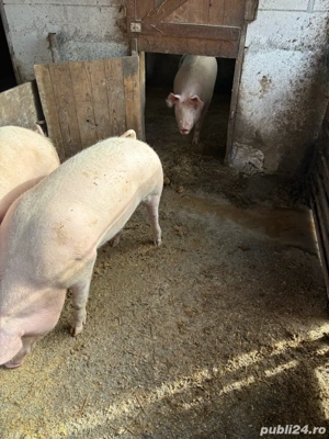porci de vanzare faget  - imagine 2