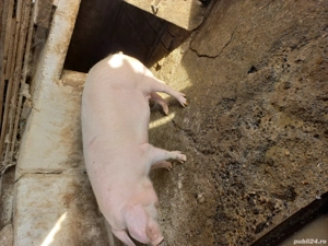 Vând porc 130 kg. - imagine 3