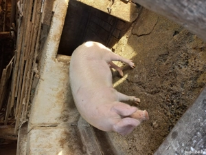 Vând porc 130 kg.