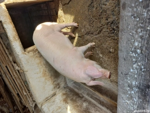 Vând porc 130 kg. - imagine 2