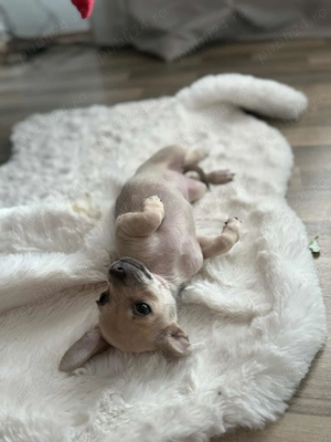 Vând cățelușa chihuahua!  - imagine 2