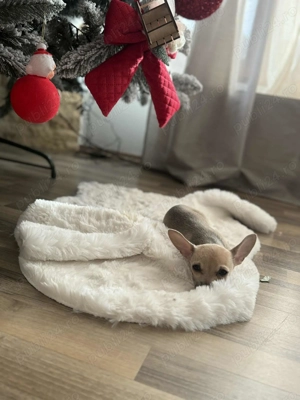 Vând cățelușa chihuahua!  - imagine 5