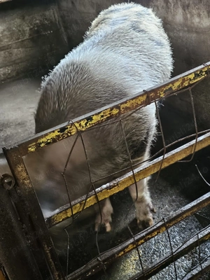 Vier de vânzare  - imagine 5