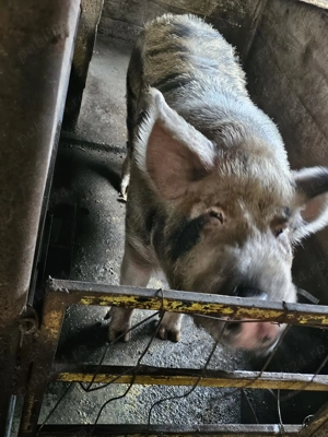 Vier de vânzare  - imagine 4