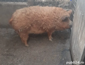 Vănd mangalița roșu 