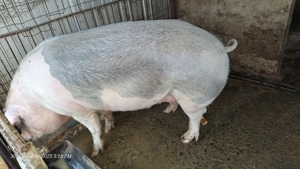 Porc purcea de vânzare...   - imagine 2