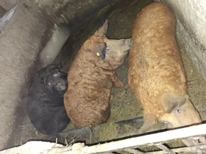 Porc mangalita - imagine 3