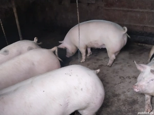 Vând porci de țară 120-130 kg la 2000 lei - imagine 2