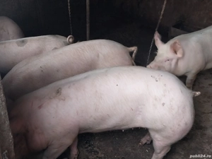 Vând porci de țară,150-160kg 2500 lei - imagine 4