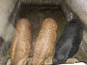 Porc mangalita - imagine 2