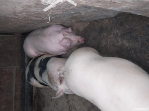 Vând porci de țară,150-160kg 2500 lei - imagine 5