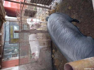 Porci vanzare - imagine 2