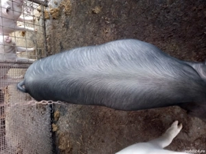 Porci vanzare - imagine 3