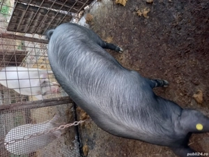 Porci vanzare - imagine 4