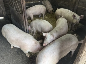 Vând porci crescuți în gospodărie  - imagine 2
