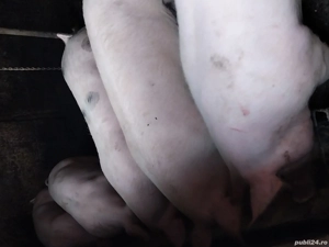 Vând porci de țară 120-130 kg la 2000 lei - imagine 4