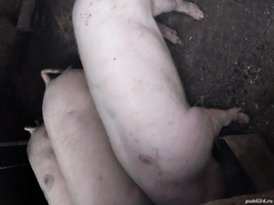 Vând porci de țară 120-130 kg la 2000 lei - imagine 3
