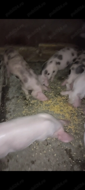 Purcei diferite rase  - imagine 2