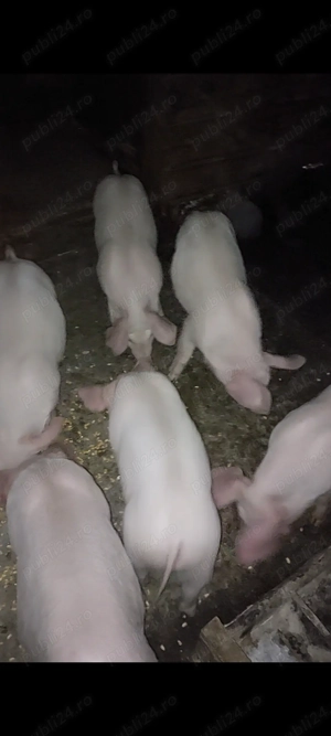 Purcei diferite rase  - imagine 4