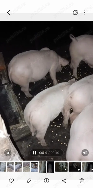 Purcei diferite rase  - imagine 3