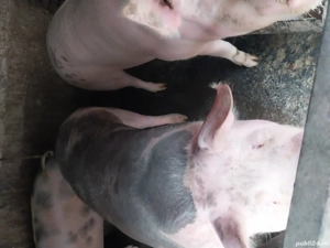 Vând carne de porc cu jumătate sau sfert - imagine 3