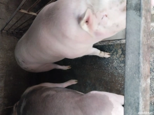 Vând carne de porc cu jumătate sau sfert - imagine 2