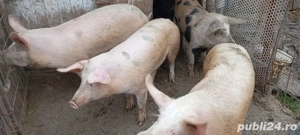 Porci de carne  - imagine 2